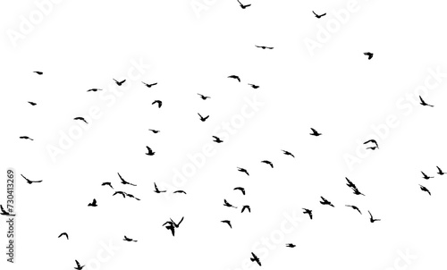 Nuée d'oiseaux en vol dans le ciel, vecteur noir sur fond transparent  © Thierry