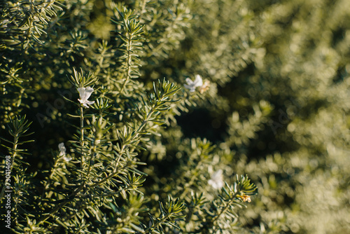 Sprigs of aromatic rosemary in the garden on a sunny day.