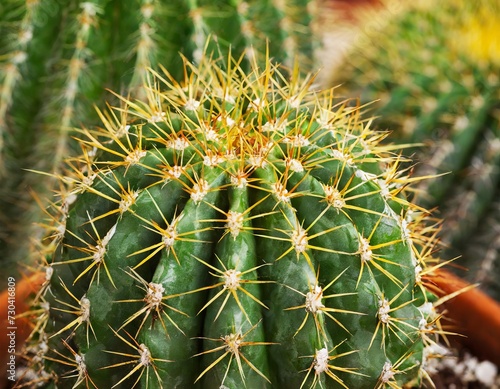 Generated image of a cactus macro