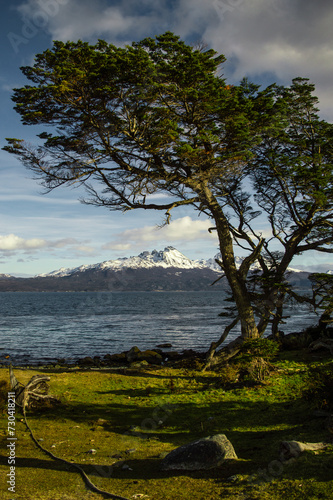 Tree on the coast of the Beagle Channel with mountain range in the background