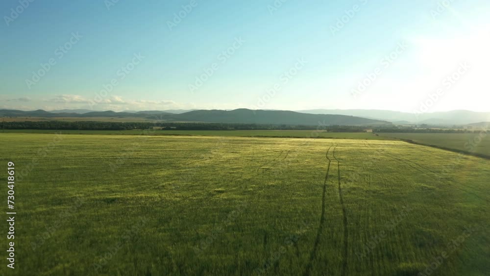 Aerial view of endless green field with crop plant. Agriculture field on sunrise Aerial view of endless green field with crop plant. Agriculture field on sunrise