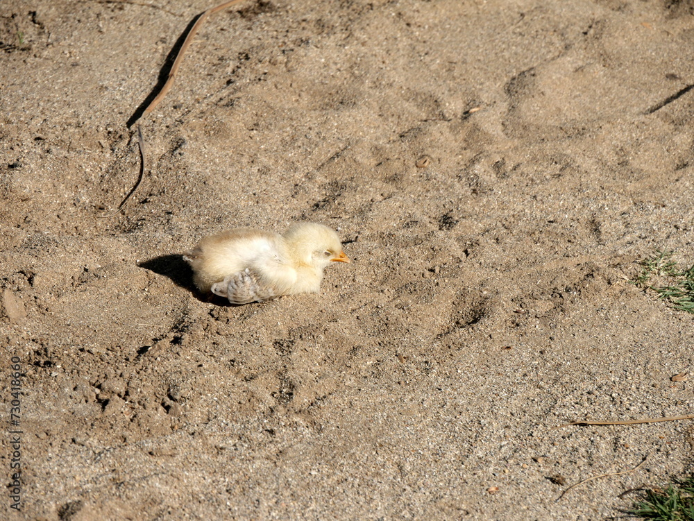 cute yellow baby chick on the sand cute yellow baby chick on the sand