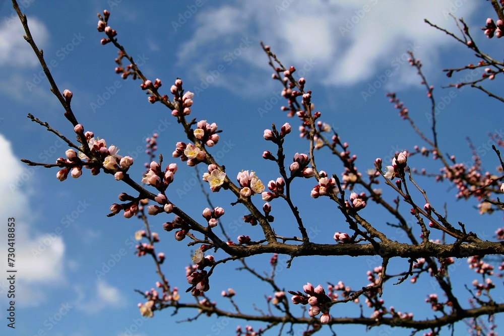 Cherry flowers on a blurred background. Wallpaper on the wall. Delicate spring background. Cherry flowers on a blurred background. Wallpaper on the wall. Delicate spring background.