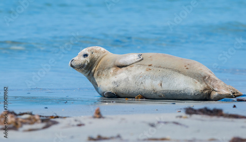 seal on a beach - Helgoland, Germany