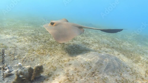 Cowtail stingray swimming in the blue sea photo