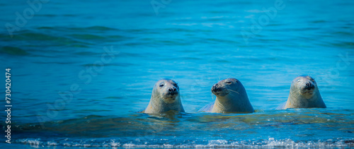 Photography seals on a beach - Helgoland, Germany