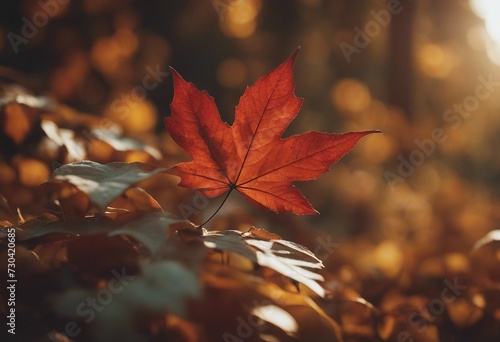 Orange Autumn Leaf on Ground