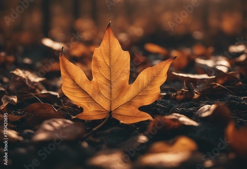 Autumn Leaf on Muddy Ground