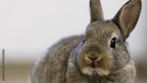 Muzzle of dwarf bunny which breathes on floor near white wall photo