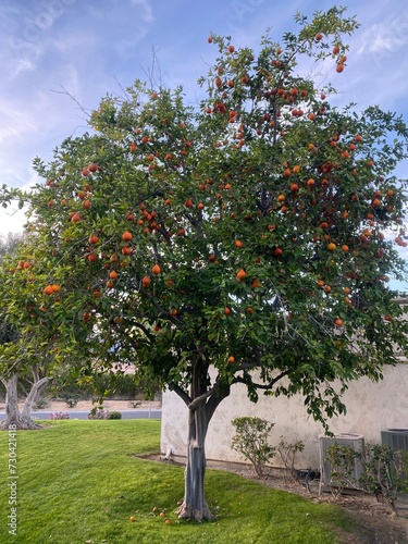 A photo of one orange tree in a residential area in California. photo