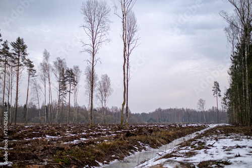 Quadro su tela forest clearing in winter, messy forest ground with damaged branches