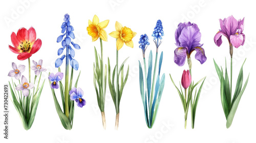 Fototapeta Naklejka Na Ścianę i Meble -  Set of vintage watercolor spring flowers growing in the garden. Botanical collection. Hyacinth, tulip, daffodils, crocus, iris, snowdrop, narcissus isolated transparent background. PNG Format.