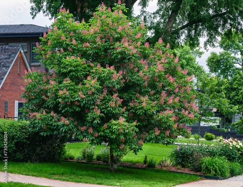 A Red Horse Chestnut tree in full bloom in the front yard of a home in early Summer.