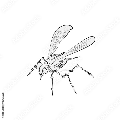 insect on white background, sketch