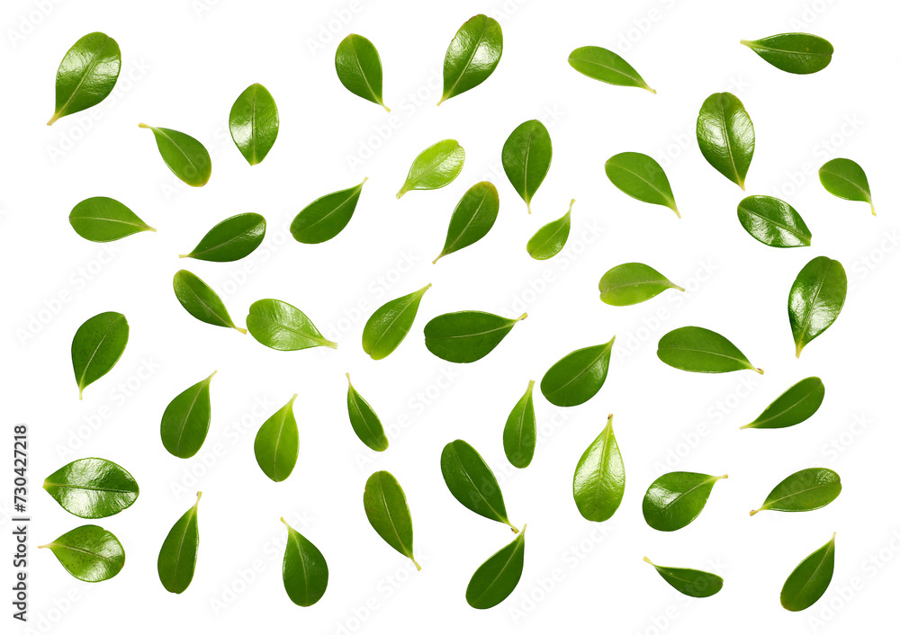 Fresh green boxwood leaves isolated on white, texture - obrazy, fototapety, plakaty 