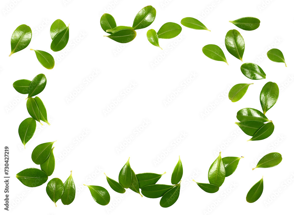 Green boxwood leaves frame isolated on white, top view