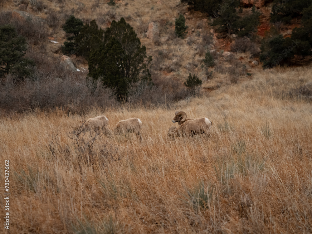 Big Horn Ram Sheep Big Horn Ram Sheep