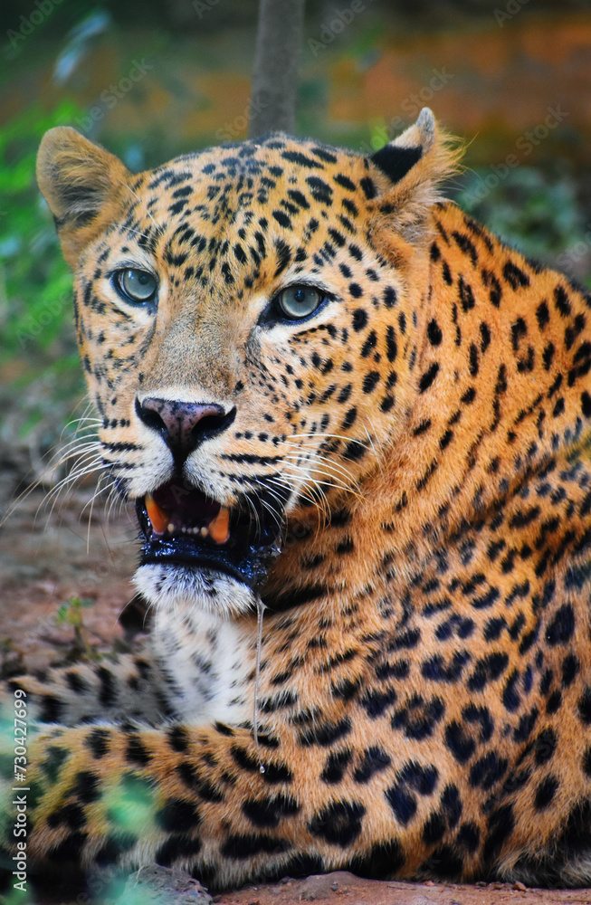 close up of leopard close up of leopard