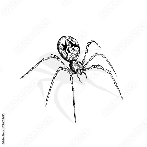 spider on a white background