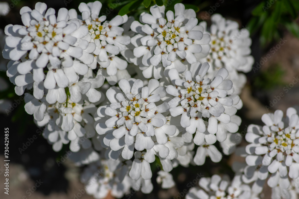 Iberis sempervirens evergreen candytuft perenial flowers in bloom, group of white springtime flowering rock plants