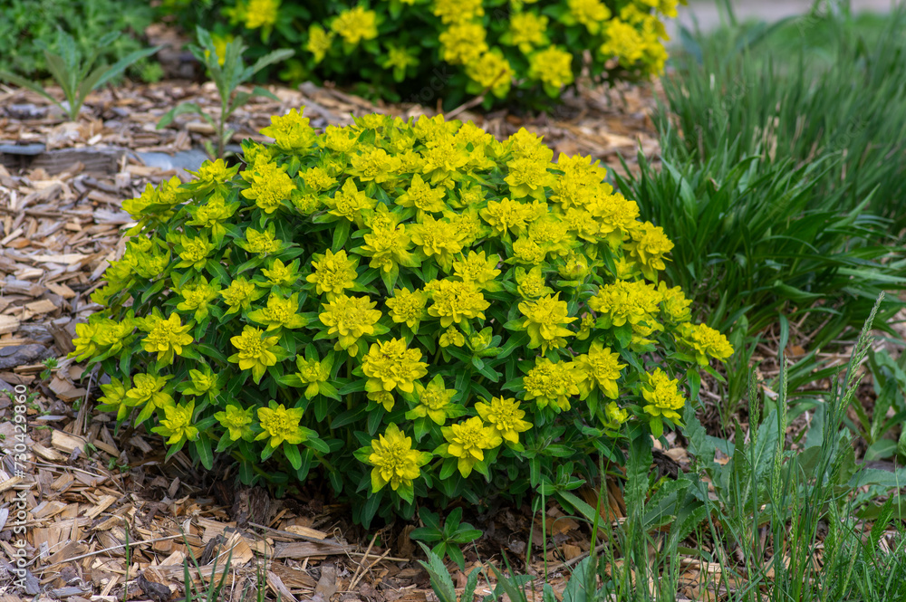 euphorbia-epithymoides-cushion-spurge-bushy-plant-in-bloom-sprintime