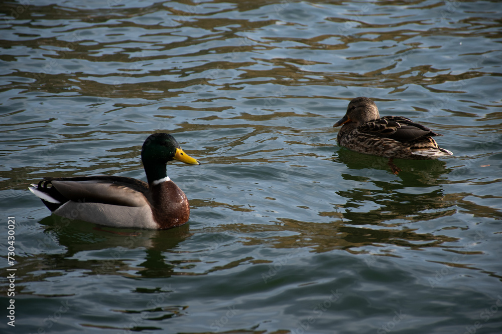 Mallard Ducks Swimming in Water. Nature and birds. Flock of ducks on a lake in a park, protection environment background, ecology concept