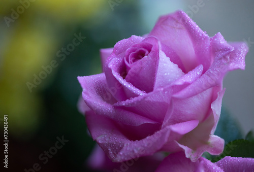 Pink lilac rose with drops, blue green background