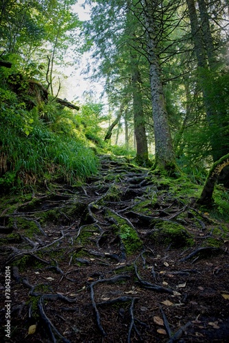 path in the forest with roots