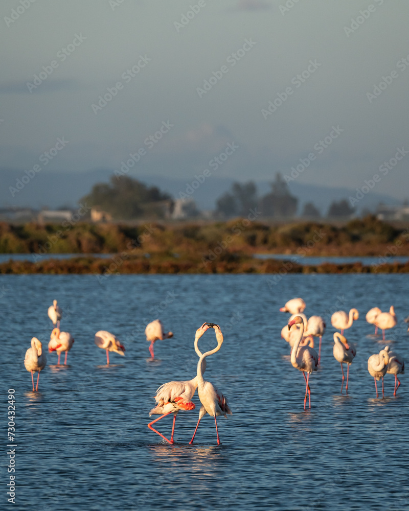flamingos on the lake at sunset