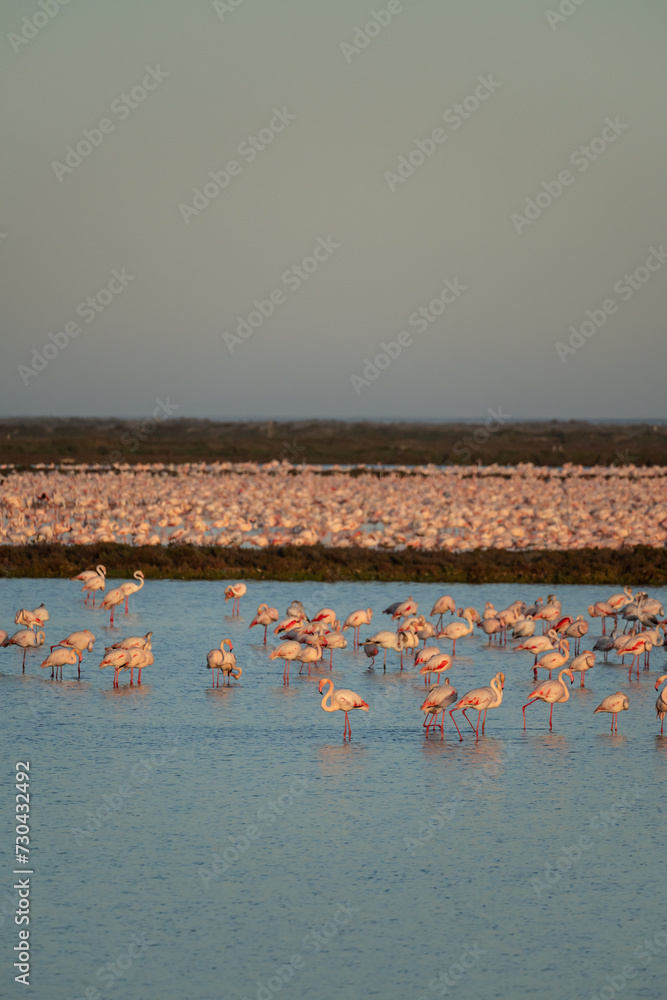 Naklejka premium flamingos on the lake at sunset