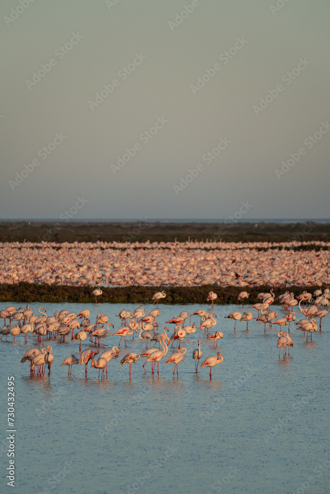 Naklejka premium flamingos on the lake at sunset