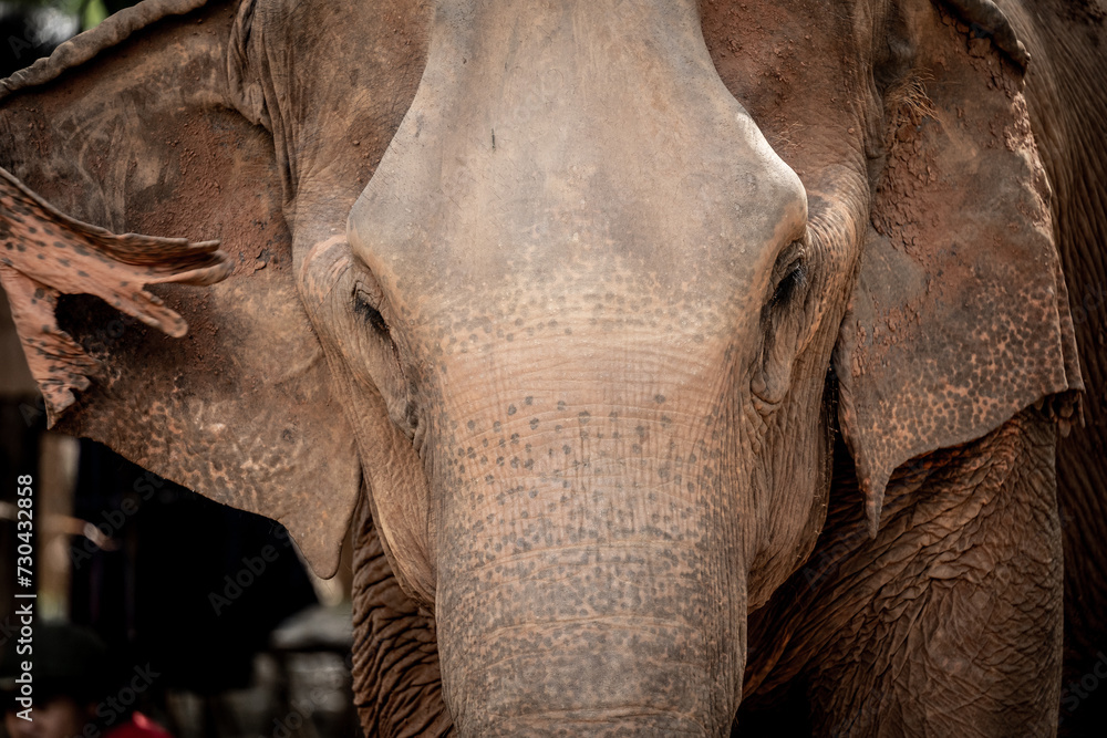 Fototapeta premium elephants playing