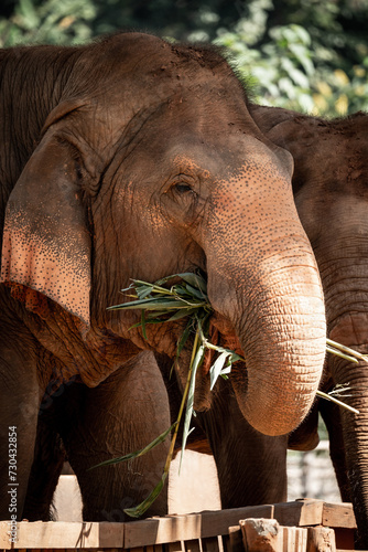 Photography elephants playing