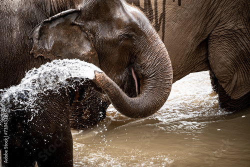 Photography elephants playing