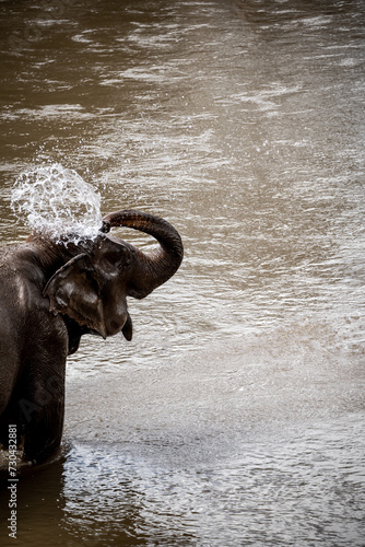 Photography elephants playing