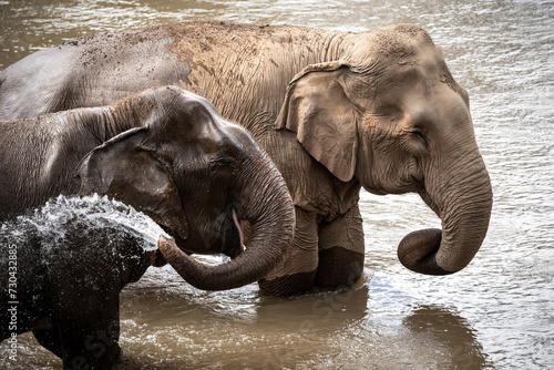 Photography elephants playing