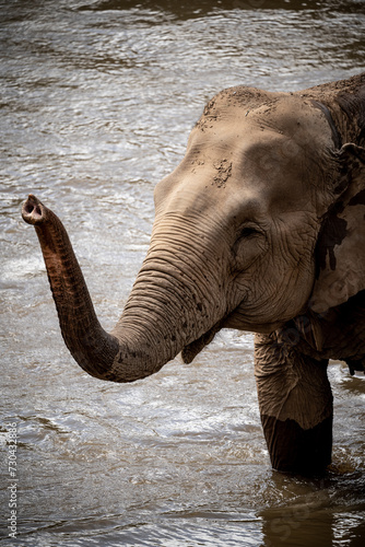 Photography elephants playing