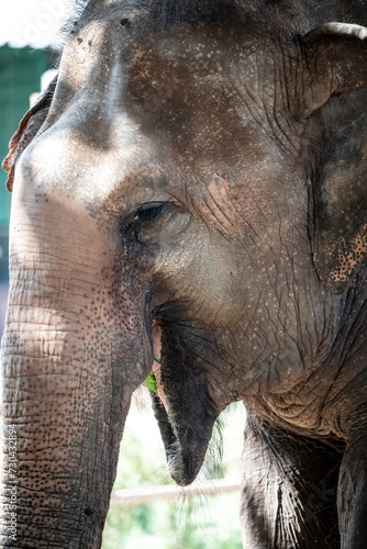 Photography elephants playing