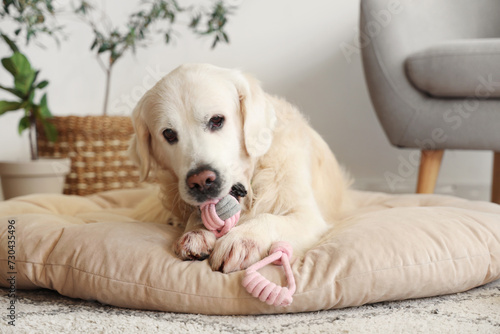 Funny Labrador dog chewing toy in pet bed at home