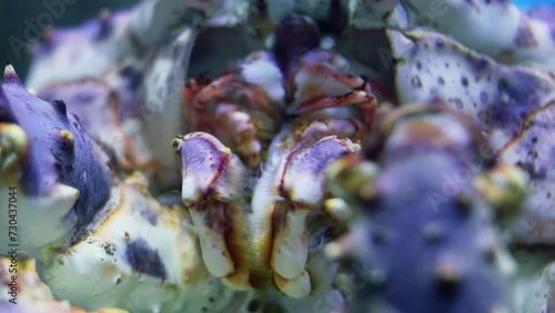 Mouth of crab which eats shrimp in water, close-up photo