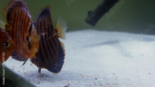 Striped fish eats forage at bottom of aquarium, closeup photo