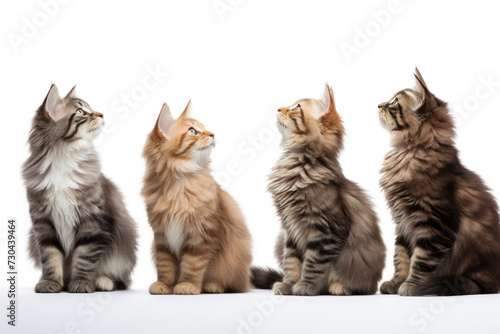 Maine Coon Cats in a Row Looking Up