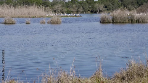 Aves en el Parque Natural de Doñana, Huelva, Andalucía, España. Abril de 2024.