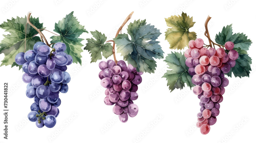 Watercolor set of grapes and vine leaves isolated transparent background. PNG Format. Watercolor set of grapes and vine leaves isolated transparent background. PNG Format.