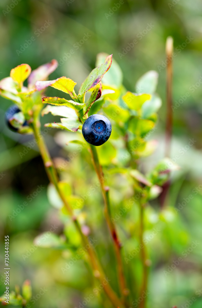 selective focus of an european blueberry ripe fruit (Vaccinium myrtillus) in a blueberry plant selective focus of an european blueberry ripe fruit (Vaccinium myrtillus) in a blueberry plant