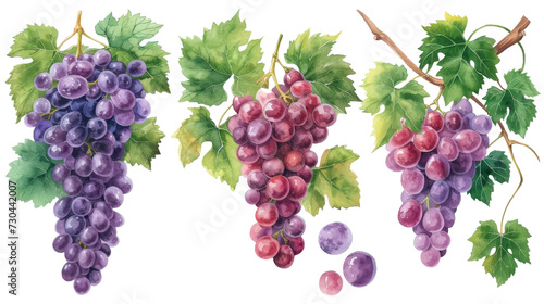 Watercolor set of grapes and vine leaves isolated transparent background. PNG Format.