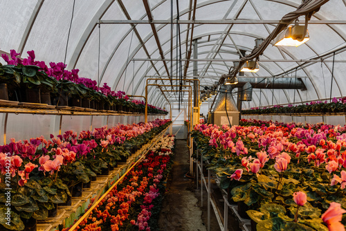 Blooming cyclamen grown in modern greenhouse  selective focus