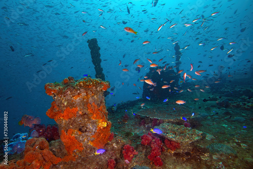 Fragment of the deck of the wreck of HMAS brisbane covered in growth of sponges and corals and surrounded by tropical fish