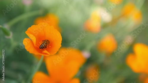 flying bee in golden poppy garden footage, california poppy, eschscholzia californica flower and foliage closeup horizontal photo