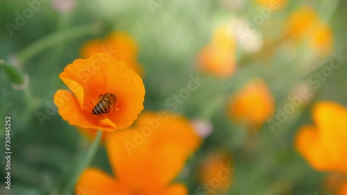 flying bee in golden poppy garden footage, california poppy, eschscholzia californica flower and foliage closeup horizontal